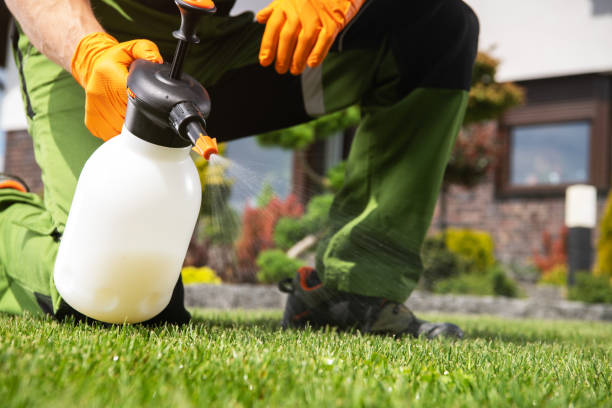 Best Wasp Removal Services  in Waynesville, MO