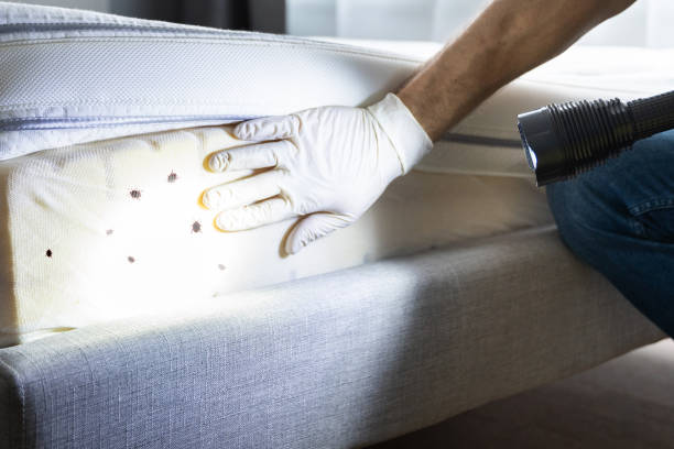 Best Best Pest Control Companies  in Waynesville, MO