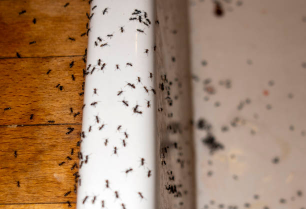 Best Best Pest Control Companies  in Waynesville, MO